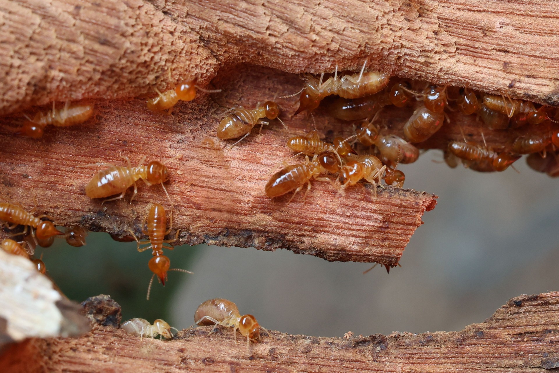 Termites are small insects that live in underground nests and termite mounds. Termites can consume wooden structures of a house and other parts such as wooden floors, windows, doors, and furniture.